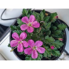 겹풍로초(대) [그래꽃이다] M63, 1개