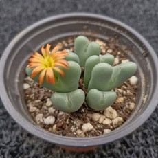 봄의정원 축전-C, 1개