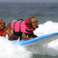 강아지 구명조끼 소형견용 애완견 구조 조끼 반려동물 수영복 바닷가 안전 장비 수중 명줄, 옐로우