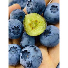 [해외직수입] 지팜 칠레산 생 블루베리 1kg, 1개, 지팜 블루베리 14~16mm 2팩 (팩당 125g)
