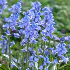 [풀떼기] 히아신소이데스 히아신소이드 구근 추식구근 특선, 히아신소이드 0879. 화이트, 1개