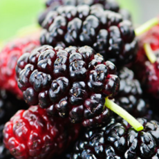 [동의보감] 최고급 뽕나무열매 오디 당일수확, 1박스, 1kg