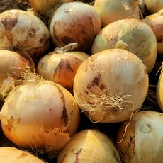[싱싱냠냠] 국산 단단한 무안 햇 양파, 1박스, 1kg(중대)