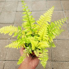 에덴플랜트 무늬 보스턴 고사리 지름 10cm포트 양치식물 희귀 카페 실내인테리어, 1개