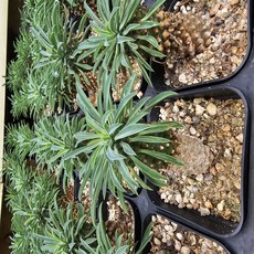 [해뜰다육] 괴마옥(3-) 다육식물 선인장, 1개, 괴마옥