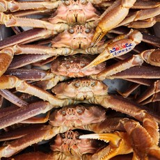 [겨울맞이 할인행사] 해저도시 러시아산 직수입 박달대게 러시아대게 대왕박달대게 대왕대게 대게찜 대게시세 대게가격 고수율 대게다리 효도선물 몸보신 홈파티, 1개, 1마리 0.8~1.0kg 찜