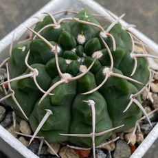 Gymnocalycium屬 仙人掌 應天門 x vatteri 交種，獨特紋路，易於照料，美化空間, 1個