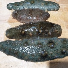 국내산 생물 활 해삼 500그램(2-10미내외) 1키로 제철해삼 생물해삼, 1세트, 해삼 500g