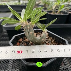 【G.L.魔仙園多肉植物】凱蒂(常綠)瓶幹綴化 首賣Pachypodium cactipes f. cristata, 1個, 04