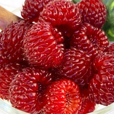 국내산 산딸기 500g x 3팩 급냉 산딸기 냉동 보관, 국내산 급냉산딸기 500g x 3팩