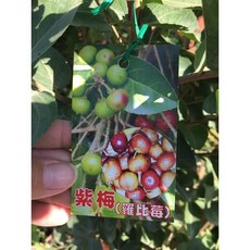 霏霏園藝 紫梅盆栽 觀賞植物 鳥類食源 易於照料 美化環境, 1個