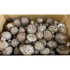 수입표고 2LV 1박스 4kg, 1개