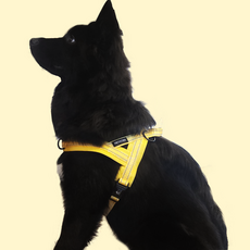 펫스츄리 강아지 앞섬방지 앞고리 에어쿠션 이지워크 하네스, 옐로우, 1개