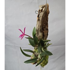 챠밍루비 목부작 행잉 식물, 1개