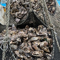 산지직송 싱싱한 제철 통영 생굴, 1개, 2kg