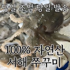 [새벽조업] 서해 알배기 자연산 활쭈꾸미 냉동쭈꾸미, 1세트, 냉동 쭈꾸미 1kg