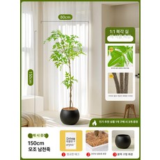 인조나무 실내 가정용 가든 거실 조화화분 카페 식물, 1.5m 기본에디션 +블랙 구형 화분