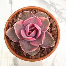 레인보우 다육식물 선인장 농장직송 산아래 다육이 생명력최고 키우기쉬운 공기정화 전자파차단, 1개, 럭셔리