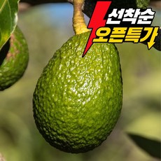 칠레산 생과 아보카도 중대 후숙 수입과일 프리미엄 산지직송 5과 10과 20과 박춘배농산, 1박스, 중대 20과 (3.6kg 내외)