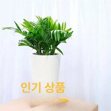 도비에닛 미니화분 오리 화분 목철 오리발 다육이 작다, 소형 야자 ins 다리발 화분, 화분 포함, 1개