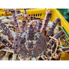 (찜/자숙) 속이 꽉찬 블루킹크랩 수율 80-90% 이상, 1박스, (찜/자숙) 블루킹크랩 2.5kg(1마리)