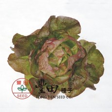 佳麗紅奶油萵苣種子 B48 品質嫩脆 口感佳 50公克, 1包