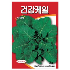 세인화분 건강 케일 3g - 씨 씨앗 케일씨앗 케일씨 쌈채소, 1개