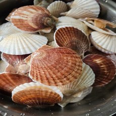 굴키우는남자 국내산 냉동 참가리비500g(13미내외), 단품, 단품