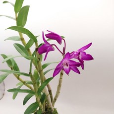 홍보 석곡 난 진보라 색화 장생란 난초 석부작 숯돌꽃, 1개