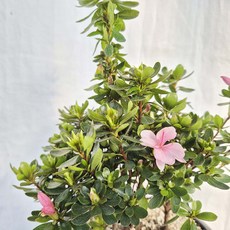 소담꽃농원 방울철쭉 봄맞이 인기식물 꽃나무 특대형 특대품 철쭉꽃화분, 1개