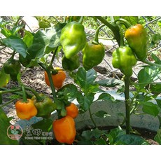 【野菜部屋】M18 橘色鬼椒種子 辣度高 香氣足, 1包