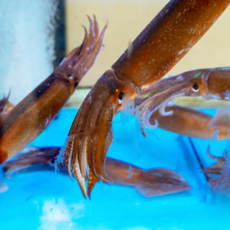 원양산 총알한치 신선 급냉 선도최상 포클랜드 500g, 원양산 총알한치500g(15~23미), 1개, 500g 15~23미내외