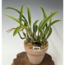 버튼탑(이태리토분에 식재), 1개