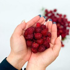 경북 고당도 새콤달콤 급냉 산딸기 생과 당일수확 산지직송 500g 1kg, 2박스