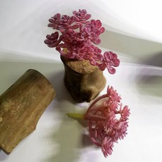 仿真多肉植物盆栽擺飾, P62仿真多肉+木頭底座(隨機), 1套