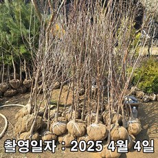 착한가격 나무생각 / 산수유 / 실생4년 / 개화주, 1개