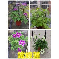 鐵線蓮盆栽 居家美化植物, 1個