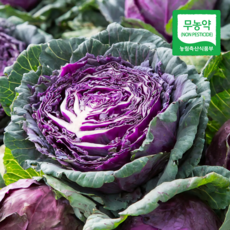[우리농 산지선별] 국내산 무농약 적양배추(적채), 1세트, 1.5kg
