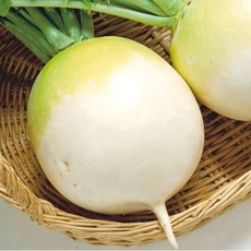 【野菜部屋】聖護院大根種子 大型圓蘿蔔 肉質緊實 肉質甜美, 1包