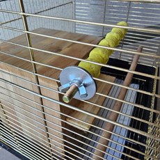 앵무새 발톱 부리갈이 횟대 소, 1