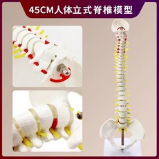 척추모형 골반 대퇴골 해골 의료용 미골 요추 모형 추간판, A. 45cm 수직 척추 반다리뼈
