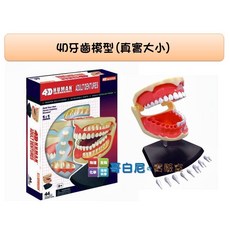 Fame Master 哥白尼的實驗室 生物 4D 牙齒模型(真實大小) 齒模 正版 科學玩具, 1個