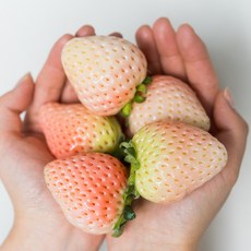 [한정수량 30박스] 만년설 신데렐라 딸기 프리미엄 귀족 흰딸기, 1개, 350g / 12~20과