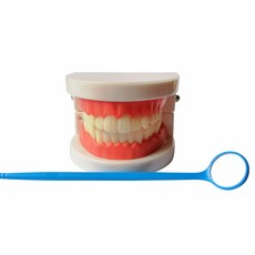 치아모형 이모형 구강 인체 충치 디스플레이 교육용, 1 1 치아 모형 구강경 포함, 1개, 기본 색상