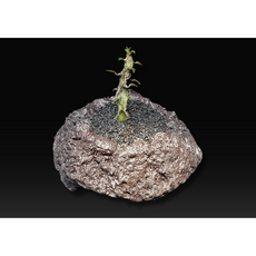[에리오스퍼뭄 멀티피덤 Eriospermum multifidum] 아프리카식물 농장 에이플랜트 코덱스 caudex 구근식물 괴근식물 선인장, 1개, 단일