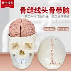 인간 뇌모형 두개골 탈착식 해부 조립 해부학 교육용 뇌, B 타입