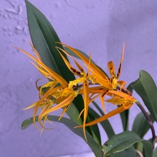 호접란 오렌지 딜라이트 Orange Delight 화려한 오렌지꽃 희귀호접란 개화식물 실내식물 난초, 1개