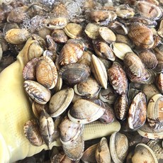 [해감] 삼천포 활 문어 바지락 생물, 1개, 1kg