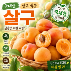 국내산 살구 당일수확 제철과일 산지직송, 1박스, 중대과 3kg (60개 내외)