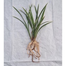 황용금 촉수 5촉 동양난 취미난 고급난 동양란전문 그린난농원, 1개